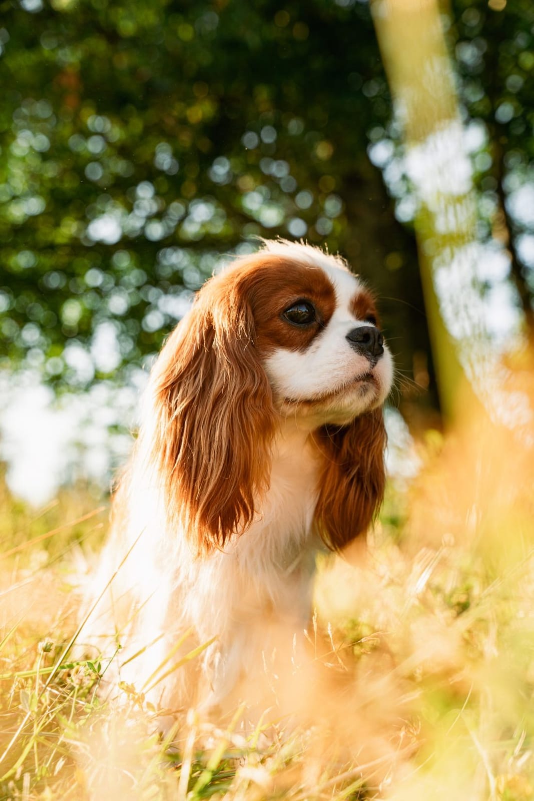 A Blenheim Cavalier sitting in sunlit grass